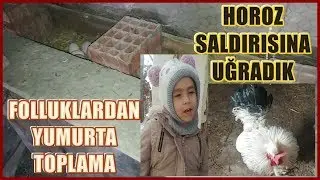 FOLLUKLARDAN YUMURTA TOPLADIK-HOROZ SALDIRISINA UĞRADIK