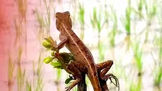 4K HD NATURE | Beautiful Nature In Environment | CC PROJECT IN NATURE//