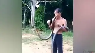 A snake charmer fatally bitten by his royal cobra in full performance