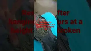 rock pigeon rescued from a height 