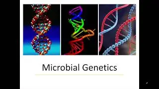 DNA Replication and Evolution: Chpater 8 Micro