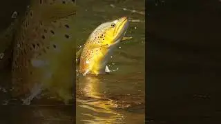 ŞOV YAPIYOR 😎👍😎😁😎😁😎😁 #trout #troutfishing #alabalık #fishing #alabalıkavı