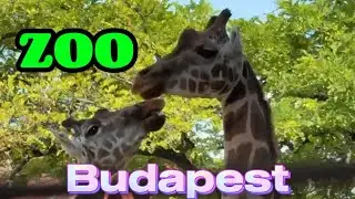 Budapest ZOO Walking tour 4K Állatkert one of the oldest in the word