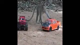 monkey with toy |   monkey