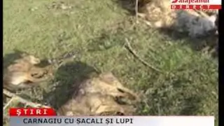 CARNAGIU CU SACALI SI LUPI