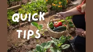Summer Gardening Hacks  Keep Your Plants Thriving