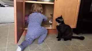 funny cats Очень смешное видео о котах! Смешные кошки.