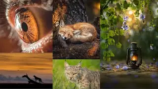 BEST PHOTOGRAPHY | VARUN ADITHYA  | WILD | NATURE | ANIMALS