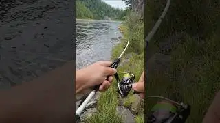 Хотел бы поймать такую рыбу? #спиннинг #рыбалка #тайга