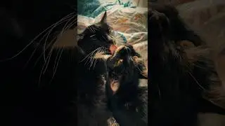 Мои питомцы 