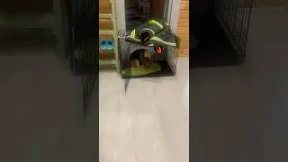 Сожрала торт!