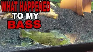 WHATS GOING ON WITH MY PEACOCK BASS