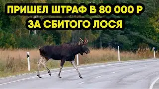 80 тысяч за лося: как штрафуют водителей за сбитых животных.