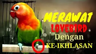 LOVEBIRD SATU KAKI
