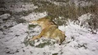 Охота на шакала ночью. Шакала тянуло магнитом к манку.