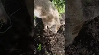 Поросятко🐖#2024 #youtube #2024shorts #видео #видео #music