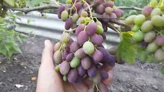 Початок фарбування ягід