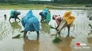 ಮಲ್ನಾಡ್ ನಾಟಿ (Rice Transplantation)