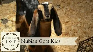 Nubian Goat Kids
