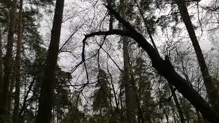 И опять про белочек!