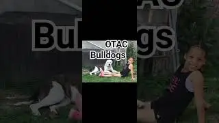 Family Guard Dogs