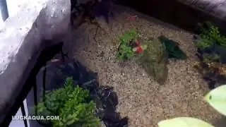 Outdoor Full Red Guppy Tank Cement Styrofoam [TRIANGLE]