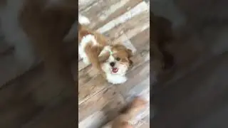 #Мия