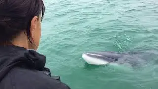 Adopted by a Minke Whale off Motuhie Island  Auckland