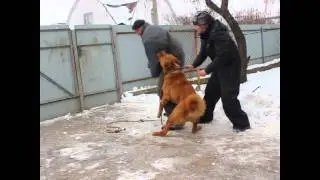 Копия видео Aboriginal Caucasian Shepherd Hranitel Gor Patiala