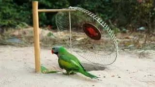 Parrot Trap