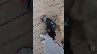 Приют Ушастая няня