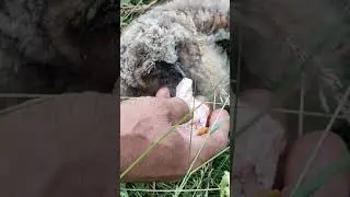 Пытаемся покормить и напоить совёнка
