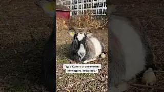 Где в Копенгагене можно погладить козликов? 