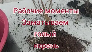 Как мы заматываем  голый корень у гортензии ( ОКС)