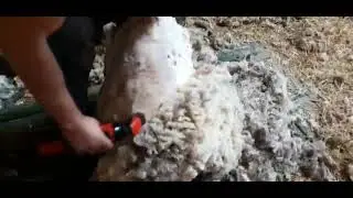 Машинка для овечьей шерсти