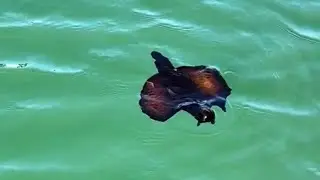Yall Ever Seen a BATMAN FISH? 