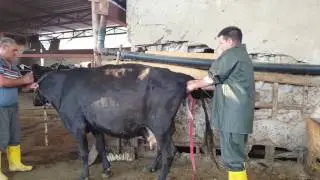 Doğum kanalında sıkışan ve doğum yapamayan ineğe yardım ettik. Doğum videosu diğer videomuzda