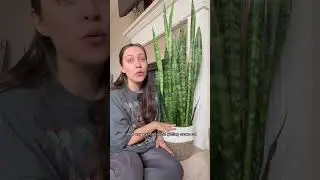 Why your snake plant might be dying… 