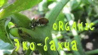 Эко-бахча | Как мы боремся с тлей на бахче.