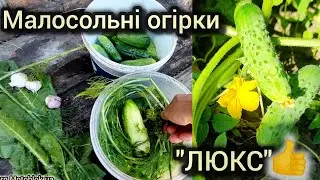 Малосольні огірки молоденькі гарненькі від А до Я