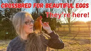 Crossbred Chickens are Laying Beautiful Eggs | Getting to know my chickens