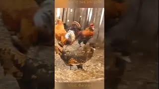 ПАВЛОВСКИЕ 