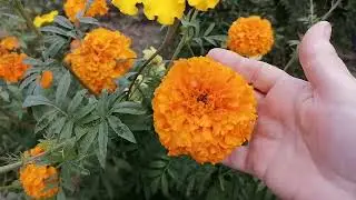 Август скоро закончится