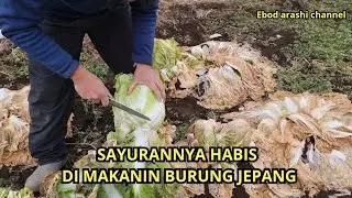BEGINI CARA AGAR BISA NABUNG BANYAK DI JEPANG🇯🇵, NYARI SAYUR GRATISAN