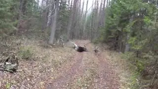 Охота на лося