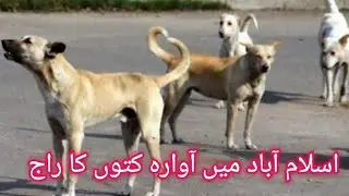 Islamabad The capital me kutton ka raj۔ video report by abu kabeer sherazi  #straydogs #cda #isloo
