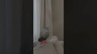 Жако Бендер Громов " Спать!"