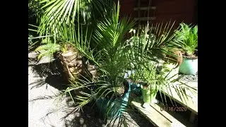 Canary Island Date Palm from seed