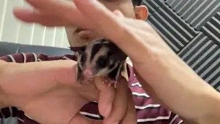 Berapa lama anak sugar glider keluar dari kantong induknya
