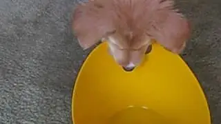 Tessa - Bucket to the head